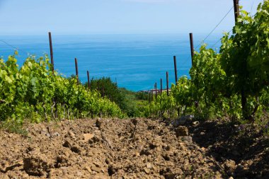 Dağların üzerinden yağmur bulutları ve yeşil üzüm bağı olan bir vadi..