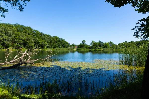 Árbol Seco Solitario Sobre Fondo Lago Montaña Cielo Azul — Foto de Stock