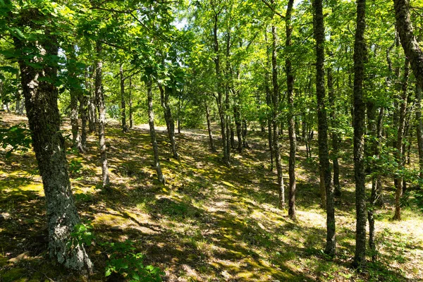 Fjällskog Och Bok Träd Solljus Med Skugga — Stockfoto