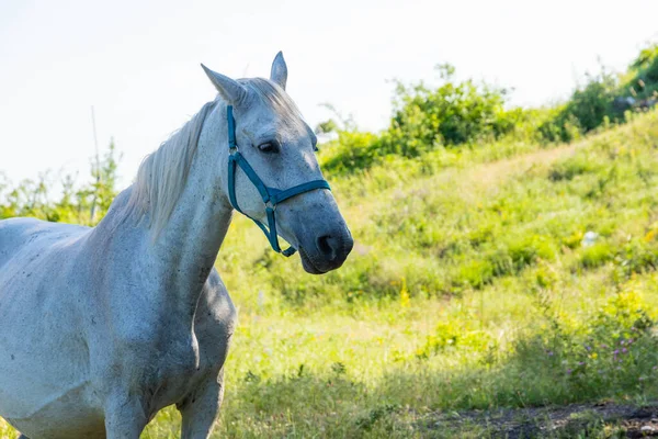 Caballo Blanco Pasto Comiendo Hierba — Foto de Stock