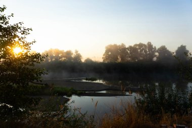 Avrupa nehrinde sisli bir sabah ve güneşte taze yeşil çimenler. Ağacın içinden geçen güneş ışınları.