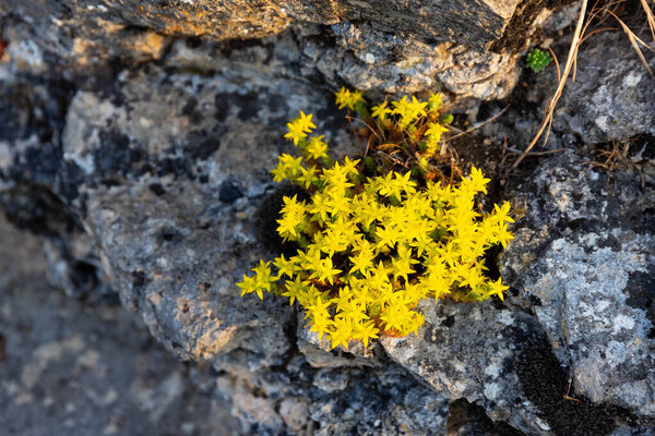 Small bright yellow flowers growing in the crevices of the rock. .