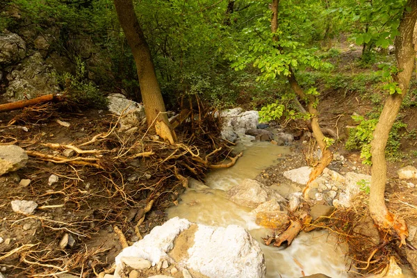 最近の洪水による樹木の根の露出は沿岸部の浸食を引き起こした — ストック写真