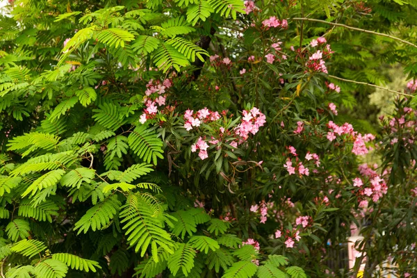 Flores Oleandro Rosa Florescendo Nério Jardim Foco Seletivo Espaço Para — Fotografia de Stock