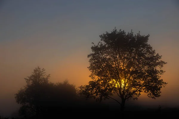 Malebná Podzimní Krajina Osamělý Strom Pozadí Mlhavého Úsvitu Břehu Řeky — Stock fotografie