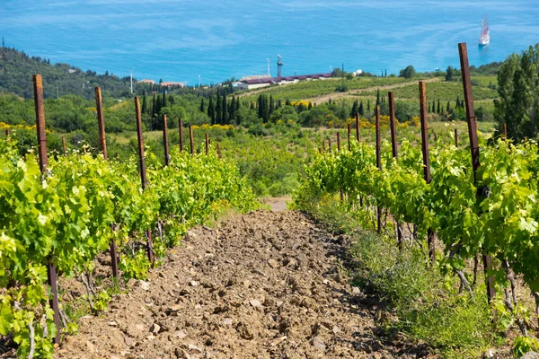 Nuvole Pioggia Sulle Montagne Una Valle Con Vigneto Verde — Foto Stock