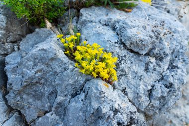 Kayanın yarıklarında büyüyen küçük parlak sarı çiçekler.. .