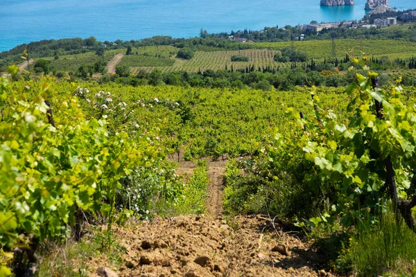 Nuvole Pioggia Sulle Montagne Una Valle Con Vigneto Verde — Foto Stock