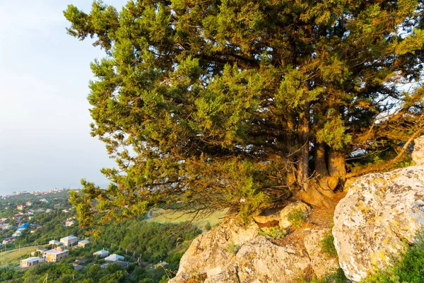 Ένα Μοναχικό Δέντρο Μεγαλώνει Ένα Βράχο Στα Άγρια Βουνά — Φωτογραφία Αρχείου