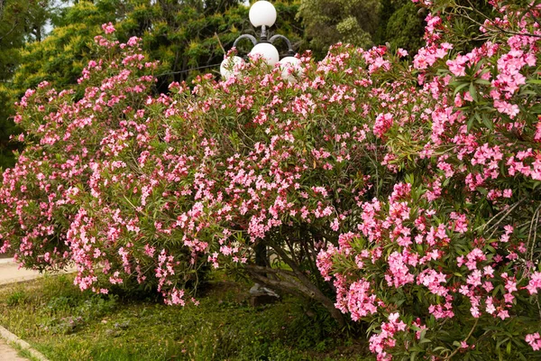 Flores Oleandro Rosa Florescendo Nério Jardim Foco Seletivo Espaço Para — Fotografia de Stock