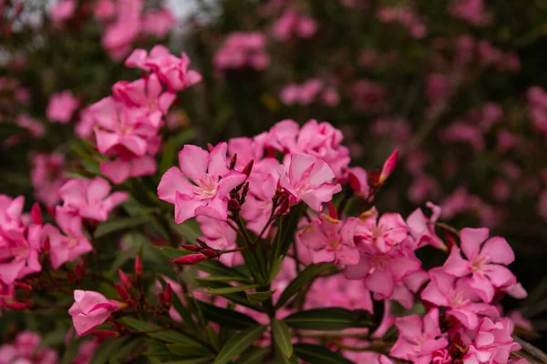 Flores Oleandro Rosa Florescendo Nério Jardim Foco Seletivo Espaço Para — Fotografia de Stock