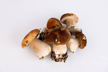 Cepes, orman, yabani mantar, beyaz arka planda Boletus edulis. Boşluğu kopyala.