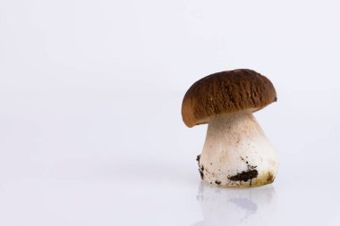 Cepes, orman, yabani mantar, beyaz arka planda Boletus edulis. Boşluğu kopyala.