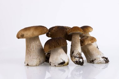 Cepes, orman, yabani mantar, beyaz arka planda Boletus edulis. Boşluğu kopyala.
