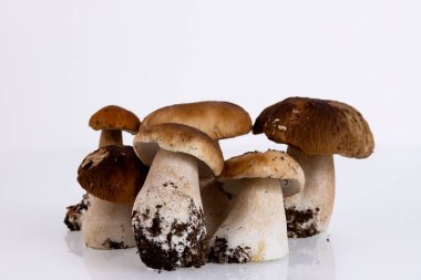 Cepes, orman, yabani mantar, beyaz arka planda Boletus edulis. Boşluğu kopyala.