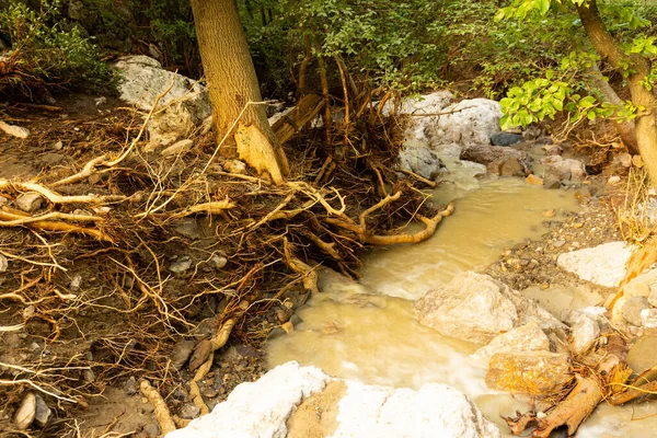 最近の洪水による樹木の根の露出は沿岸部の浸食を引き起こした — ストック写真