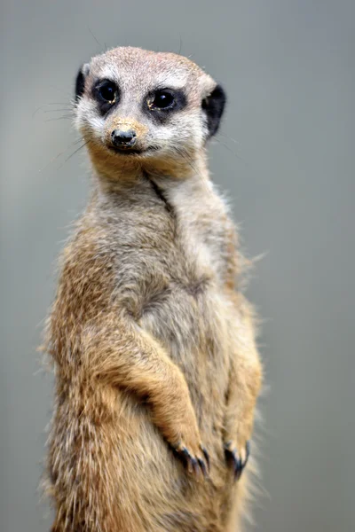 A sweet meerkat — Stock Photo, Image