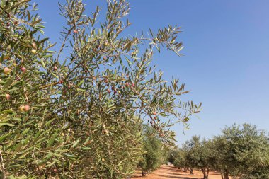 Olgunlaşmamış meyvelerle dolu zeytin bahçesi