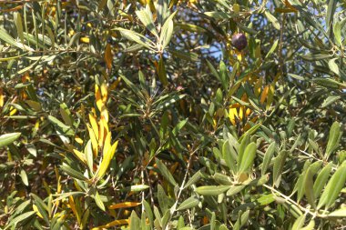 Bir zeytin ağacının arka planında meyveler birbirine yakın.