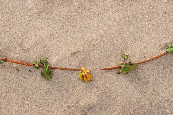 Een takje van een zandige plant wortelend in het zand met druppels van de avond dauw close-up — Stockfoto