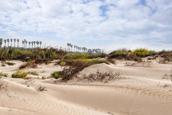 Dunas de areia com plantas em flor, palmas no horizonte — Fotografia de Stock