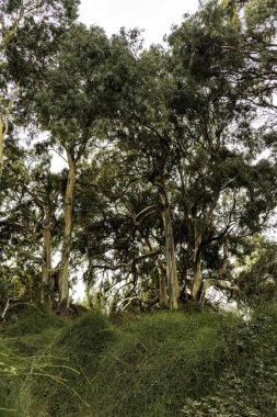 Ormanda güneş ışığında okaliptüs ağaçları