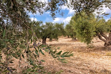 Olgunlaşmamış meyvelerle dolu zeytin ağacı bahçesi Bulutlu gökyüzüne karşı