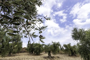 Olgunlaşmamış meyvelerle dolu zeytin ağacı bahçesi Bulutlu gökyüzüne karşı