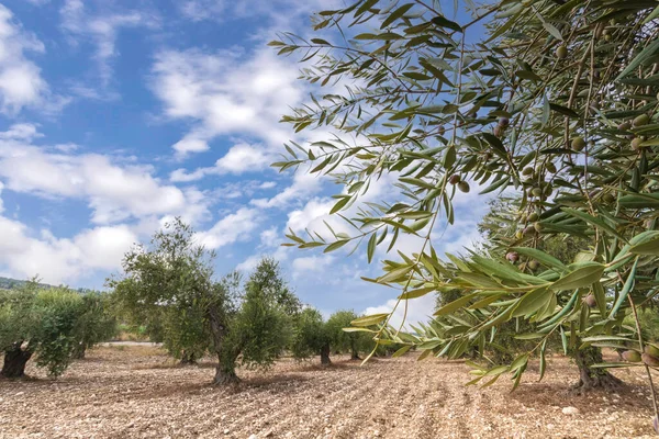 Jardim de oliveira com frutos verdes contra o céu com nuvens — Fotografia de Stock