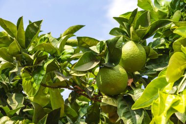 Olgunlaşan portakal ağaçlarının meyveleri mavi gökyüzünün arka planında bulutlarla kaplanır.