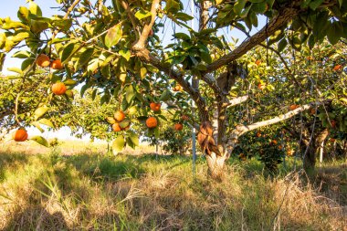 Hasat. Yeşil yapraklı hurma ağaçları ve sallanan olgun meyvelerle dolu dallar bulanık arka planda.