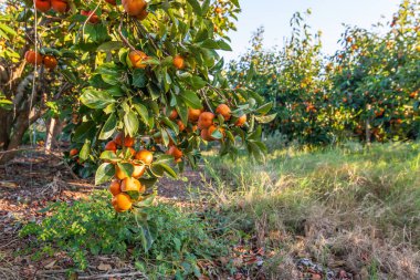 Hasat. Yeşil yapraklı hurma ağaçları ve sallanan olgun meyvelerle dolu dallar bulanık arka planda.