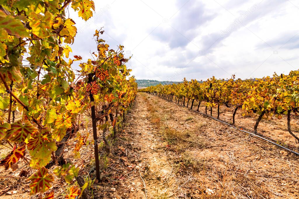 Rows of vines with colorful autumn leaves on cloudy sky background. Israel