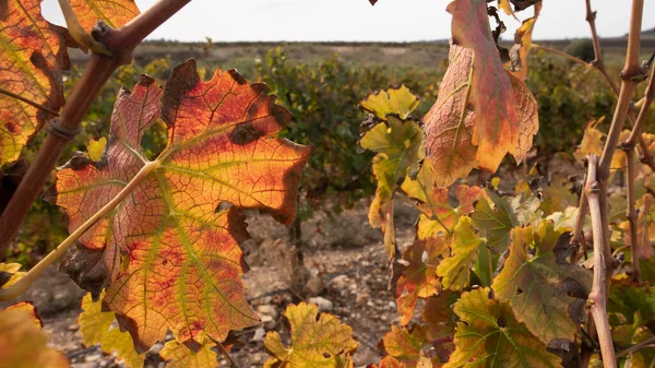 Multicolored Grape Leaves Autumn Vineyard Sun Light Close Israel — Stock Photo, Image