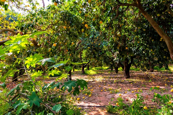 An orchard with grapefruit trees with ripe fruits on the branches.