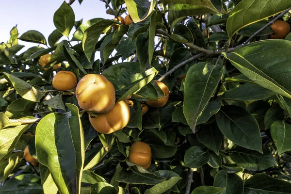 Frutos maduros del caqui que cuelgan de las ramas entre el follaje — Foto de Stock