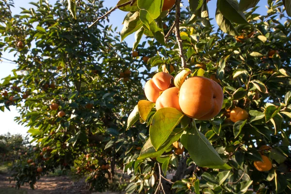 Reife Früchte des Kaki-Baumes hängen an den Zweigen zwischen den Blättern — Stockfoto