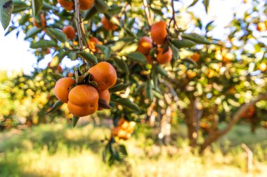 Yaprakların arasında dallarda asılı duran hurma ağacının olgun meyveleri..