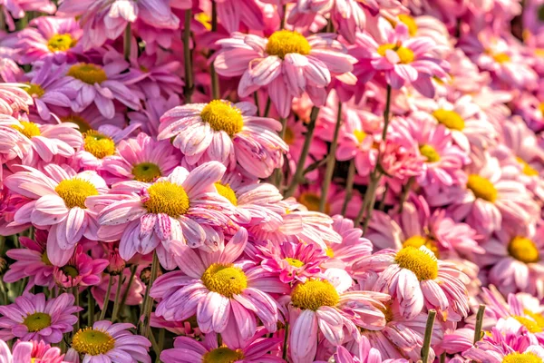 Вид Розовый Хризантема Цветы Закрываются Солнечном Свете — стоковое фото