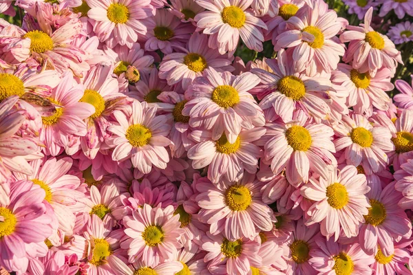 Utsikt Över Rosa Krysantemum Blommor Närbild Solljus — Stockfoto