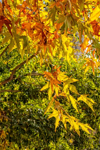 Осенние Золотые Листья Сикамора Leaf Fall — стоковое фото