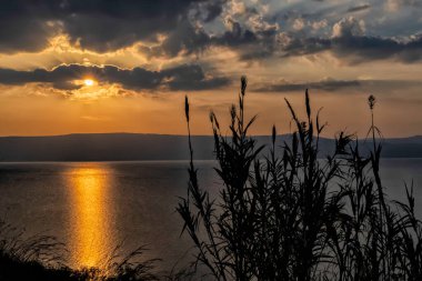 Kinneret Gölü 'nde gün batımı. Ön planda bitki siluetleri var. İsrail