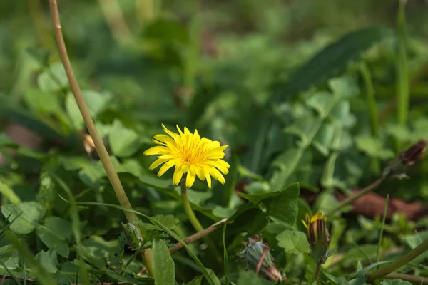 Yellow Dandelion Flower Close Green Grass Background — Stock Photo, Image