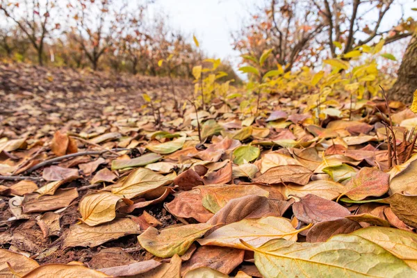 Trockene Blätter Von Kaktusbäumen Herbstgarten Auf Dem Boden Liegend Großaufnahme — Stockfoto