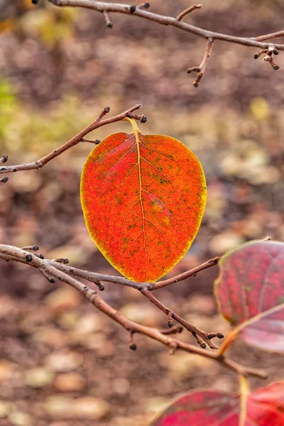 Kolorowe Liście Persymony Jesiennym Sadzie Zbliżenie — Zdjęcie stockowe