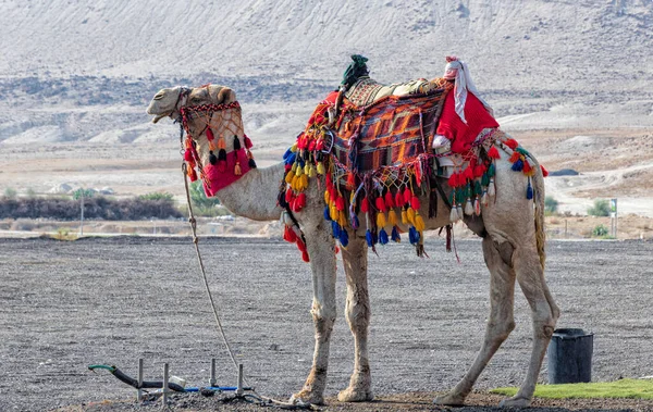 Bedouin camel in an elegant harness with a multi-colored carpet