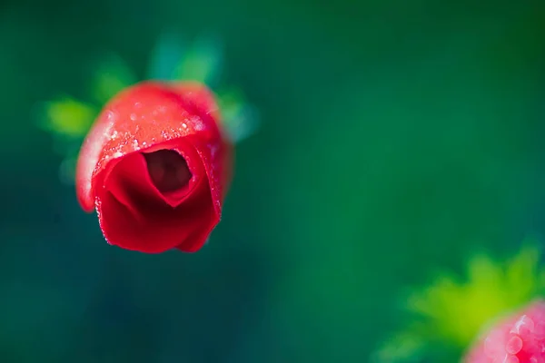 Bovenaanzicht van rode papaver bloem knop op wazig groene achtergrond. — Stockfoto