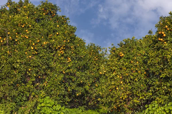 Dallarında olgun meyveler olan portakal ağaçları olan bir meyve bahçesi. — Stok fotoğraf
