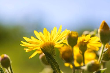 Bulanık arkaplanda güneş ışığında yakın plan sarı çiçekler