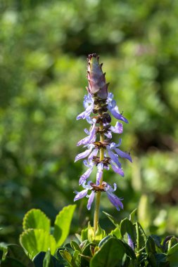 Coleus Canina 'nın Çiçeği Bulanık yeşil arka planda Korkunç Kedi